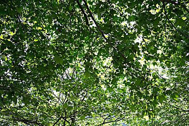 《ICO》发售20周年 genDESIGN工作室公开游戏早期开发视频